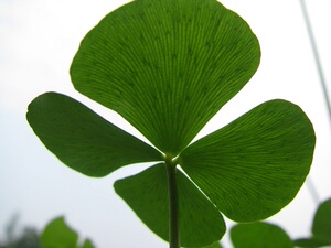 四叶草幸运草田字萍沼生水生植物 办公室趣味观叶水生绿植