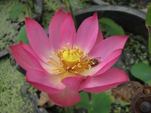 00湖南美丽莲花园淘宝小红妆 碗莲种藕小型丰花品种阳台绿植盆栽