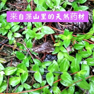 南岭山区新鲜现采金毛耳草天然食用黄毛耳草摊地草过路蜈蚣中药材