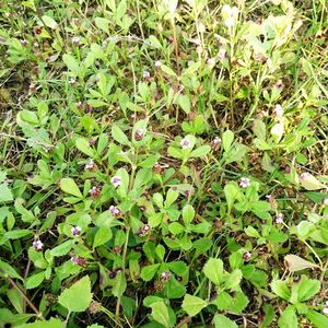 南岭山区新鲜现采野过江藤苦舌草番梨仔蓬莱草大二朗箭水黄芹药材