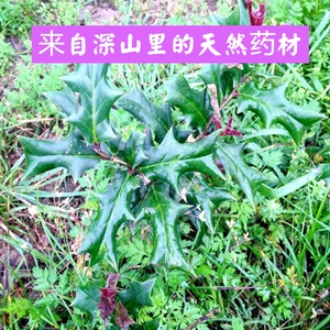 南岭山区新鲜现采天然有刺枸骨树叶根八角老虎刺苗树桩干货中药材