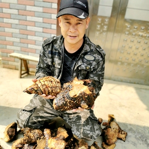 南岭山区新鲜现采天然食用中药材芭蕉根蕉头根蕉根药用食品蕉树根