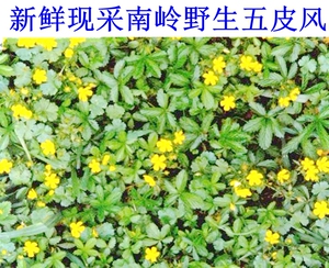 600人付款淘宝贵州野生中草药材 五皮风 蛇含 五爪龙 五皮草 100g每包