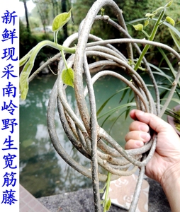 南岭采药人新鲜现采野生宽筋藤无地根青筋藤松筋藤大接筋藤500克