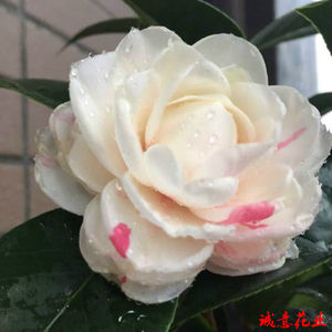 一树多色彩槟榔茶花品种苗精品绿植盆栽室内外花卉树苗