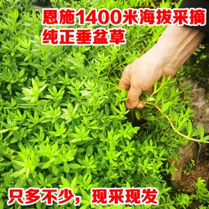 垂盆草高山纯野生中药材植物可食用养肝护肝狗牙瓣清热4月发售