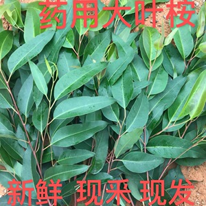 新鲜桉树叶 中草药材桉树叶 大叶桉树叶 现摘新鲜品 泡澡湿痒500g