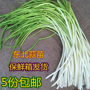 东北新鲜蔬菜蒜苗大蒜苗非韭黄部分地区5份包邮2份起拍