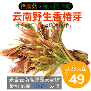 拾蘑菇 云南新鲜红香椿芽250g/500g/1000g 头茬露天野生香椿现摘