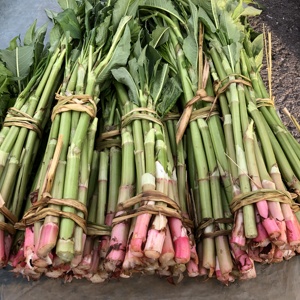 东北特产酸浆野生新鲜酸浆酸杆子野菜酸浆子500g.拍二斤包邮