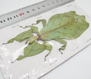 竹节虫标本巨叶修phyllium giganteum006标本