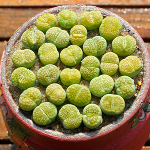 番杏小姑娘淘宝绿福来玉c56a生石花玉岛田种源绿孔雀石多肉番杏科