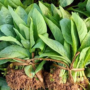 8元包邮高州唛菜苦麦菜带头带泥甜脆口感甜麦菜