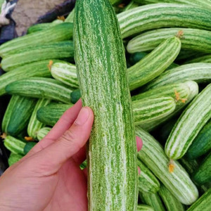 燕白黄瓜种子种籽孑春季早熟蔬菜南方四季籽种菜籽菜种秋季白黄瓜