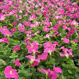 矮牵牛草花室外园艺阳台门口喜布置装饰北京花卉绿植盆栽美观庭院