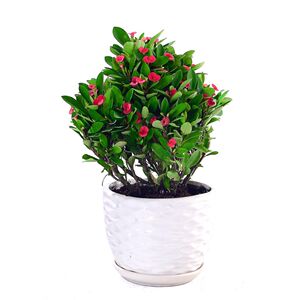 虎刺梅开花植物绿植花卉小型桌面盆栽观赏植物观花植物净化空气