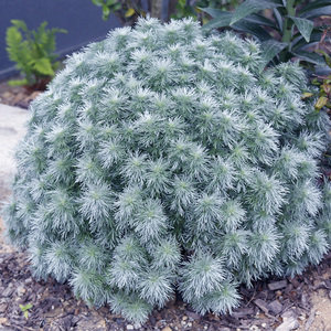 9020人付款淘宝朝雾草盆栽苗庭院花园耐寒植物耐热耐阴