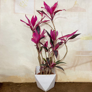 红叶朱蕉盆栽大型室内客厅卧室除甲醛观叶盆景花卉红叶铁植物