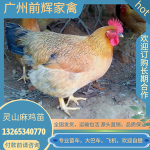 优质活体红公鸡土鸡种苗运到包活