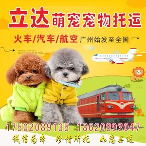 全国宠物托运北京上海深圳广州猫咪狗狗空运随机火车汽运随车代办