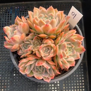 静月多肉植物 日本静月 晶月多肉 群生精品老桩 状态好 一物一拍