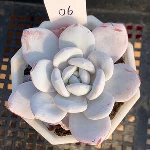 粉雪莲多肉植物 单头精品老桩一物一拍窗台阳台盆栽