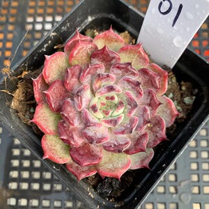 沙罗姬多肉 沙罗姬牡丹精品单头老桩 一物一拍