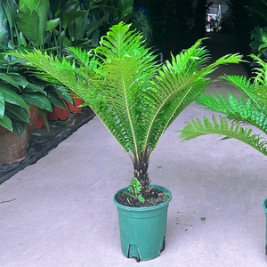 老桩富贵蕨盆栽乌毛蕨大型室内懒人好养观叶蕨类植物吸甲醛真绿植