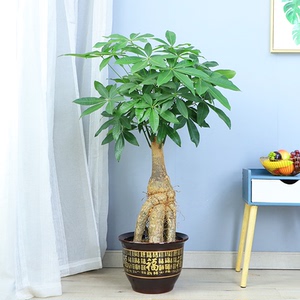 老桩大型发财树盆栽客厅办公室前台室内盆景广州佛山开业送货上门