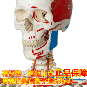 ENOVO颐诺医学170CM人体骨骼模型肌肉骨架标本解剖脊柱骨科教学模具健身康复瑜伽培训骨骼科医学中医针灸人类
