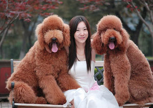成都出售巨型贵宾犬赛级幼犬活体棕红色巨型泰迪玩具犬大型宠物狗