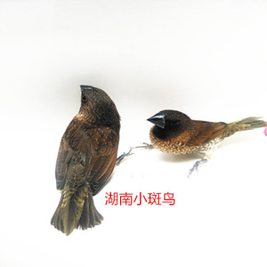 观音鸟繁殖图片