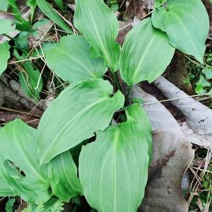 野菜鹿耳韭野生天韭天蒜天葱时令野菜高山绿色野菜散装顺丰包邮