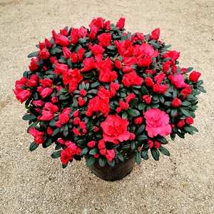 大红杜鹃西玛樱桃红花苗四季开花阳台花卉室内盆栽绿植带花苞促销