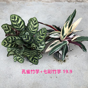 室内绿植盆栽彩虹竹芋孔雀竹芋七彩双线竹芋观叶植物盆栽四季常青