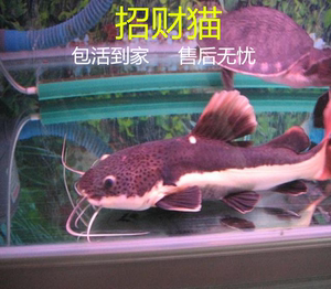 大型凶猛热带鱼观赏鱼红尾鲶鱼狗仔鲸招财猫风水鱼活体肉食水族馆