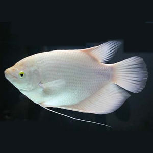 中大型热带观赏鱼活体黄金战船鱼招财鱼龙鱼鹦鹉鱼配鱼风水鱼活体