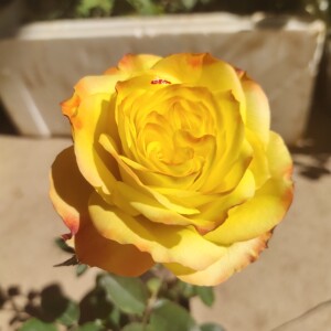 迷醉迷幻色彩艳丽非常好看大花月季苗实物拍摄庭院阳台盆懒人植物