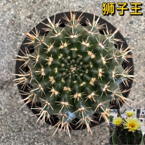 狮子王开花实生仙人球大颗多肉植物南国玉属开黄花室内防辐射花卉