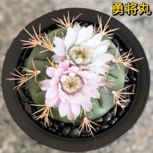 勇将丸大颗实生仙人球开花多肉植物裸萼属室内桌面防辐射狂刺盆栽