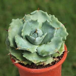 王妃雷神龙舌兰多肉植物美观绿植盆栽室内办公桌防辐射趣味小盆栽