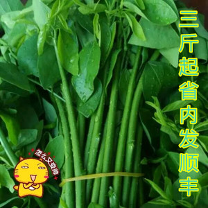 蔬菜绿色食品 树仔菜海南五指山野菜 天绿香潮汕菜凉拌菜25人付款18