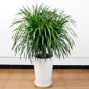 龙血树盆栽翠兰植物办公室内客厅大型绿植龙须盆景郑州送到家