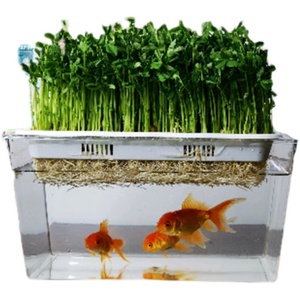 鱼菜共生鱼缸生态金鱼缸水族箱家用小型塑料水培种菜鱼菜共养桌面