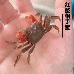 红螯相手蟹 最低温度图片