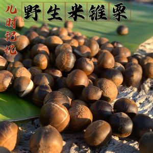 现货新鲜云南深山野生米锥栗果板栗500g米锥子毛栗子小板栗油栗子