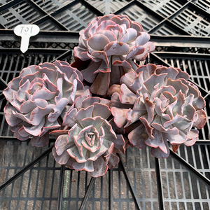 多肉植物 一物一拍 天鹅湖稀有大型老桩窗台长桩阳台好养大颗趣味