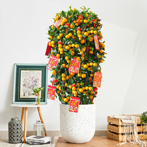 金桔盆栽招财带果客厅