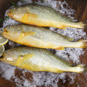 冰鲜小黄鱼条