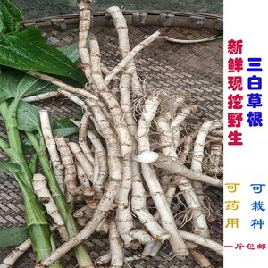 现挖新鲜野生三白草 白莲藕 塘边藕 白面姑 一白二白500g全根包邮